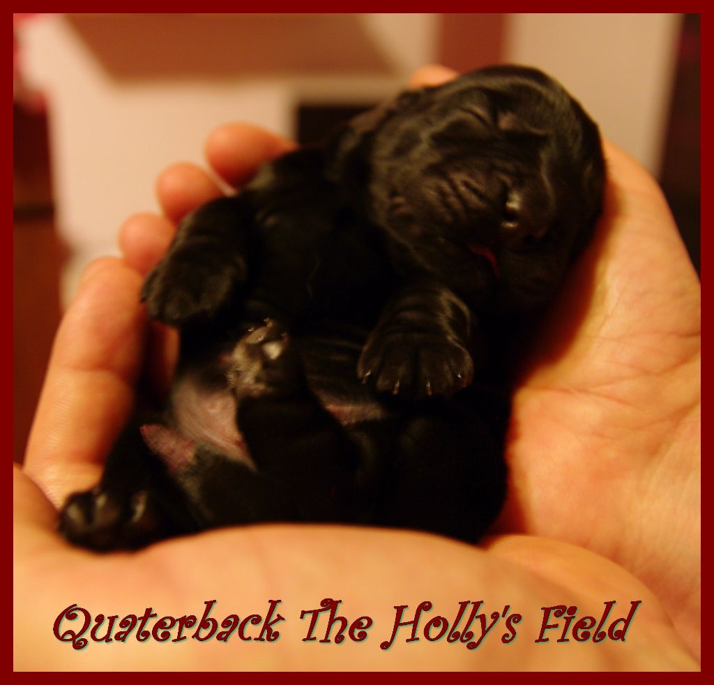 Quaterback The Holly's Field