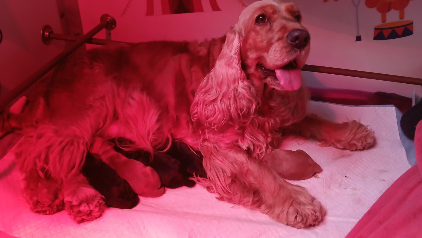 The Holly's Field - Cocker Spaniel Anglais - Portée née le 12/03/2025