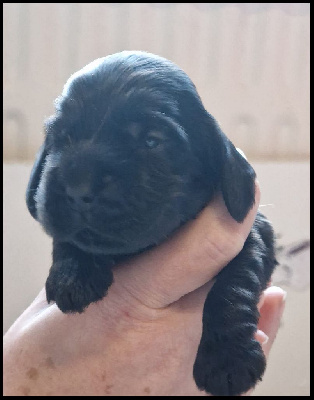CHIOT
