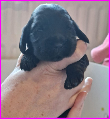 CHIOT