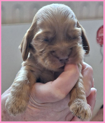 CHIOT