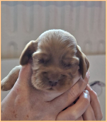 CHIOT