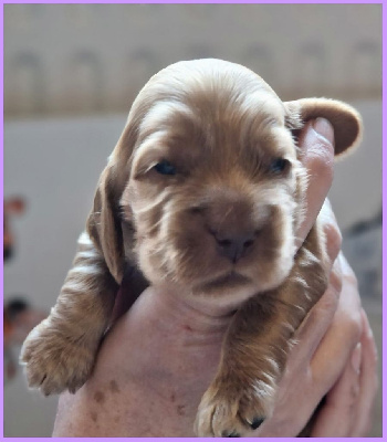 CHIOT